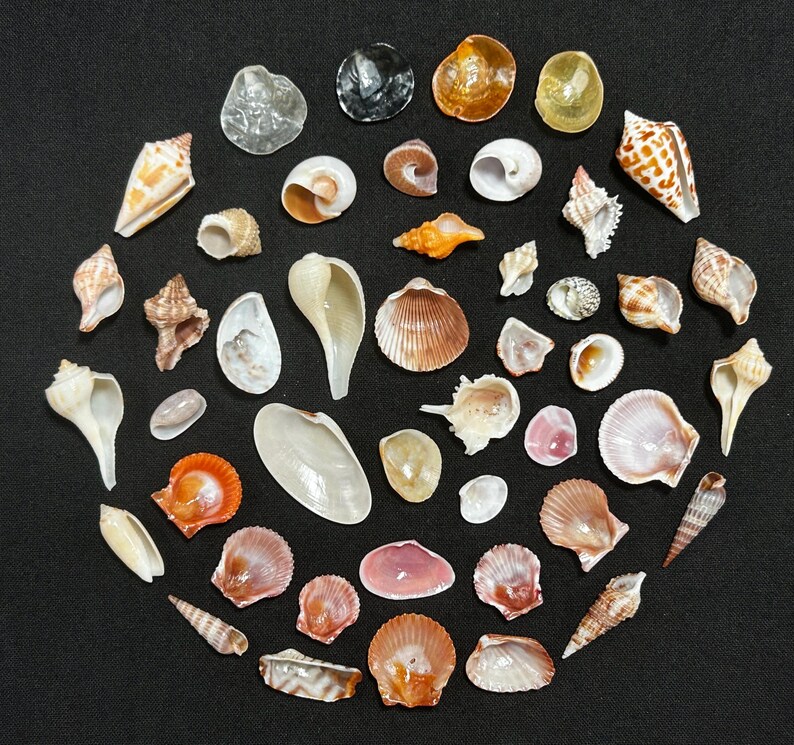 Vary Shell FLORIDA MINI COLLECTION Set#12 - Etsy