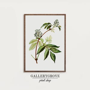 Shipped Print | Antique Botanical Print | Old Artwork | Vintage wall art | Vintage Flower Picture | Rustic Farmhouse Decor