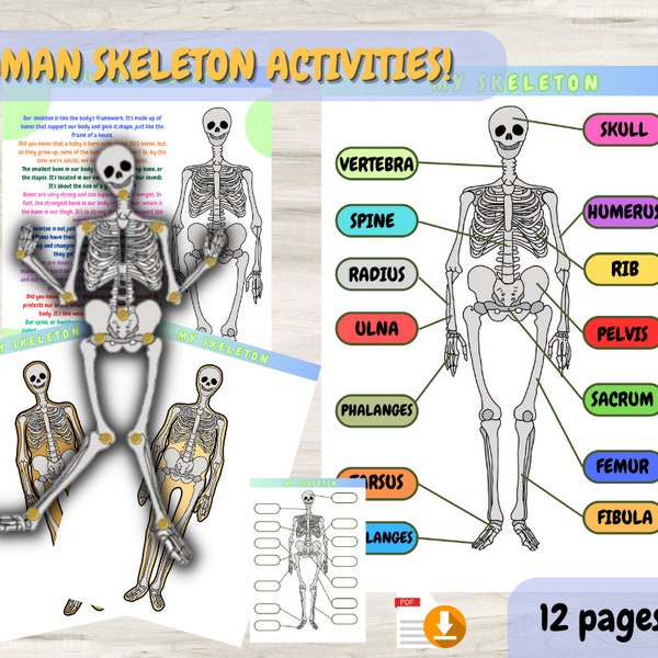 Realistic Human Skeleton Busy Book Page, Printable Montessori Materials, Educational Prints