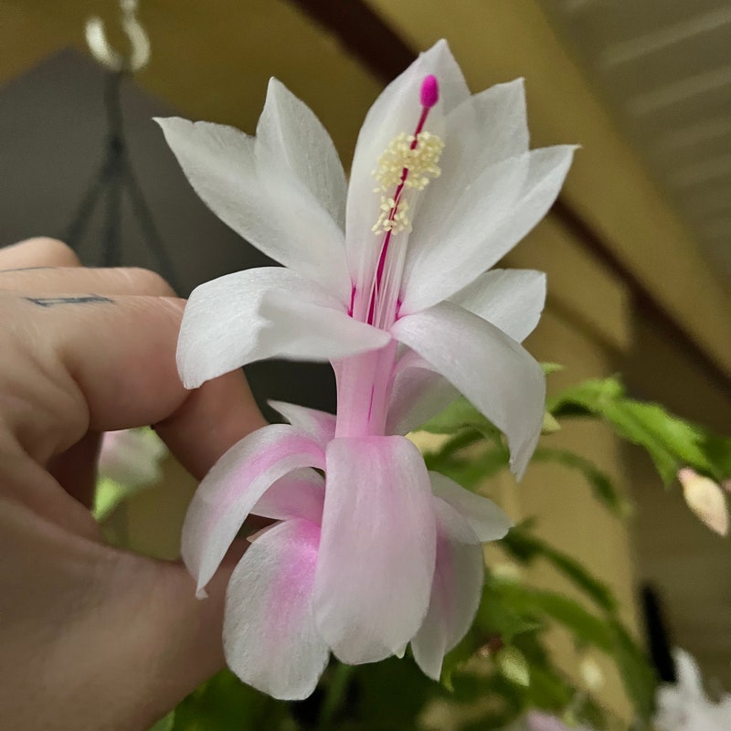 Thanksgiving Cactus Gift 60+ Gift Ideas for 2024