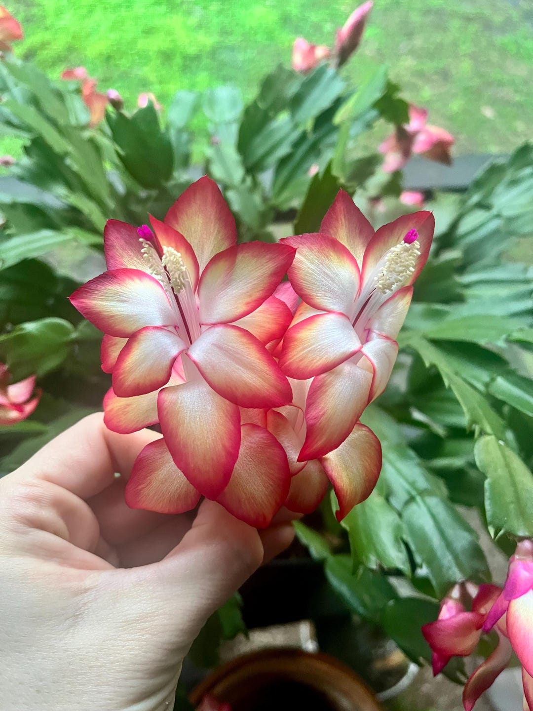 La Schlumbergera O Cactus De Navidad - Foto 5