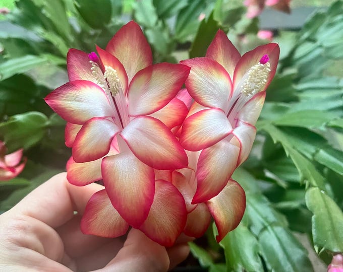 La Schlumbergera O Cactus De Navidad - Foto 12