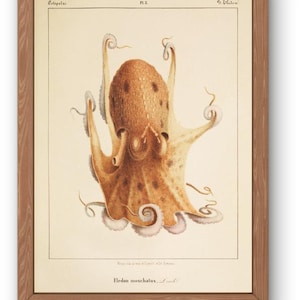 Vintage Octopus Digital Print – Eledon moschatus (Antique Scientific Illustration, c.1850s)