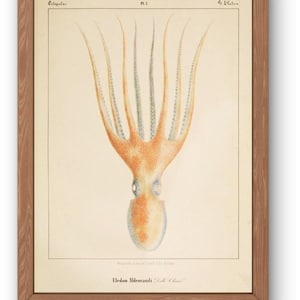 Vintage Octopus Digital Print – Eledon Aldrovandi (Antique Scientific Illustration, c.1850s)