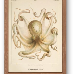 Vintage Octopus Digital Print - Cephalopod Scientific Illustration - Octopus Vulgaris Wall Art - Antique Marine Biology Poster