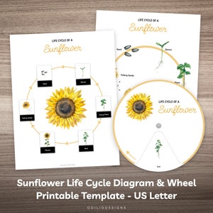 Sunflower Life Cycle Wheel and Puzzle Printable Montessori Learning Material for Preschool Kindergarten Homeschool Kids Busy Book Activity