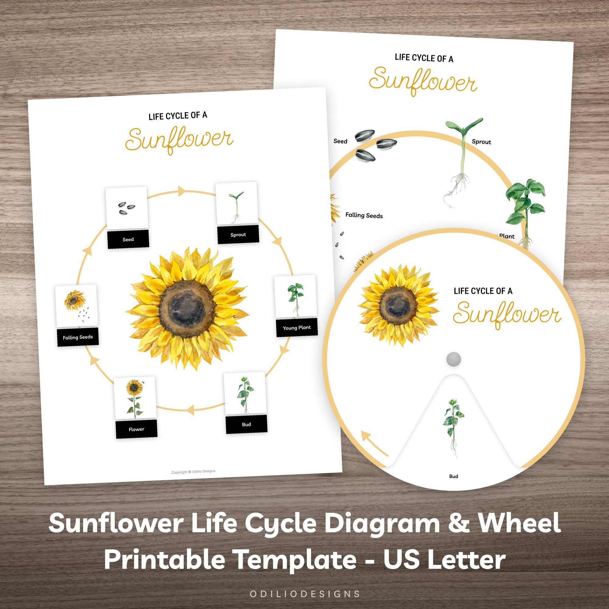 Sunflower Life Cycle Wheel and Puzzle Printable Montessori Learning Material for Preschool Kindergarten Homeschool Kids Busy Book Activity