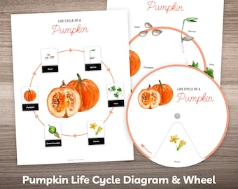 Pumpkin Life Cycle Wheel and Puzzle Printable Fall Autumn Activity for Preschool Kindergarten Homeschool Kids Montessori Learning Material