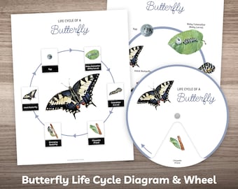 Butterfly Life Cycle Printable Poster & Puzzle Busy Book Worksheet for Preschool Kindergarten Homeschool Kids Montessori Learning Material