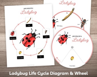 Ladybug Life Cycle Printable Puzzle & Bug Poster Busy Book Worksheet for Preschool Kindergarten Homeschool Kids Montessori Learning Material