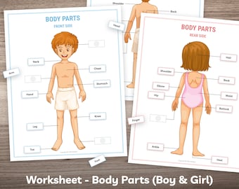 Druckbare Körperteile Arbeitsblatt und menschliche Anatomie Aktivität für Kleinkind Kindergarten Kinder Montessori Material Homeschool Lernen Busy Book
