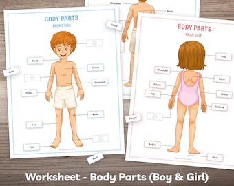 Printable Body Parts Worksheet and Human Anatomy Activity for Toddler Kindergarten Kids Montessori Material Homeschool Learning Busy Book