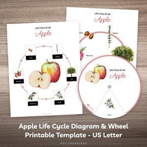 Apple Life Cycle Printable Poster & Puzzle Busy Book Worksheet Page for Preschool Kindergarten Homeschool Kids Montessori Learning Material
