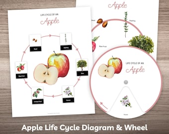 Apple Life Cycle Printable Poster & Puzzle Busy Book Worksheet Page for Preschool Kindergarten Homeschool Kids Montessori Learning Material