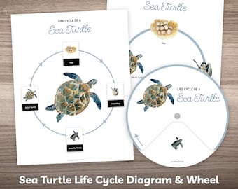 Sea Turtle Life Cycle Printable Poster & Puzzle Busy Book Worksheet for Preschool Kindergarten Homeschool Kids Montessori Learning Material