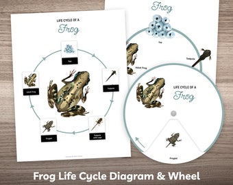 Diagramme du cycle de vie de la grenouille Puzzle Feuille de travail imprimable pour livre occupé pour enfants d'âge préscolaire, maternelle, école à domicile, matériel d'apprentissage Montessori