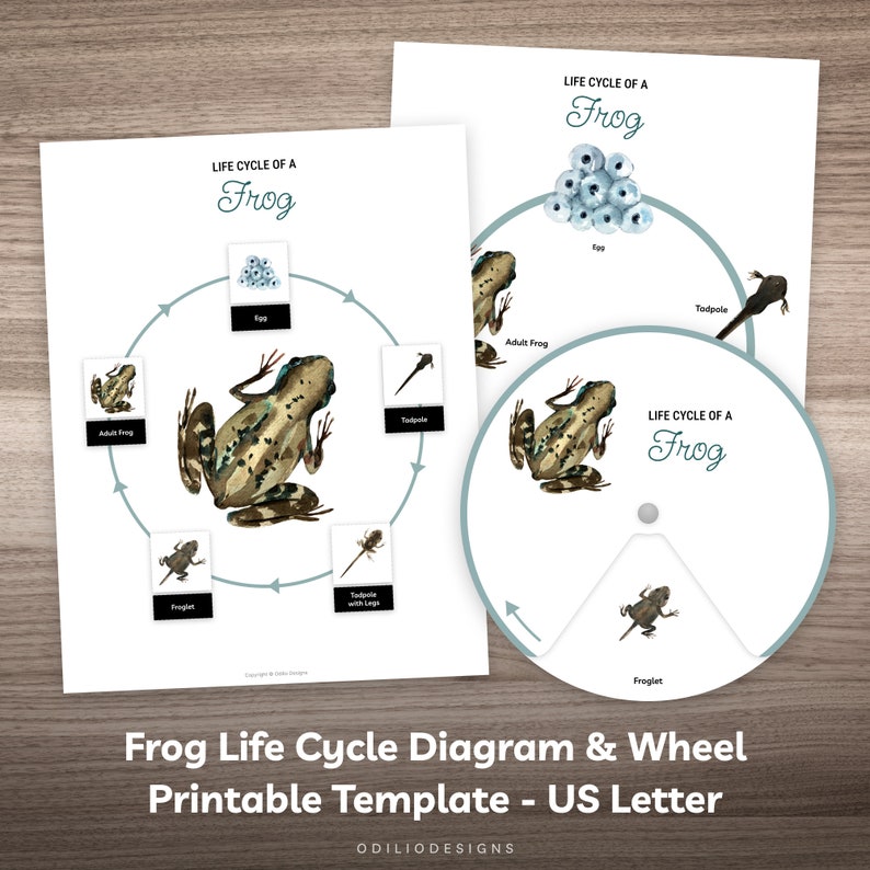 Frog Life Cycle Diagram Puzzle Printable Busy Book Worksheet for ...