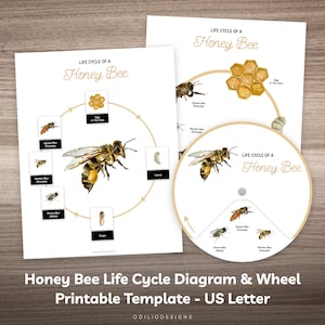 Honey Bee Life Cycle Printable Poster & Puzzle Busy Book Worksheet for Preschool Kindergarten Homeschool Kids Montessori Learning Material