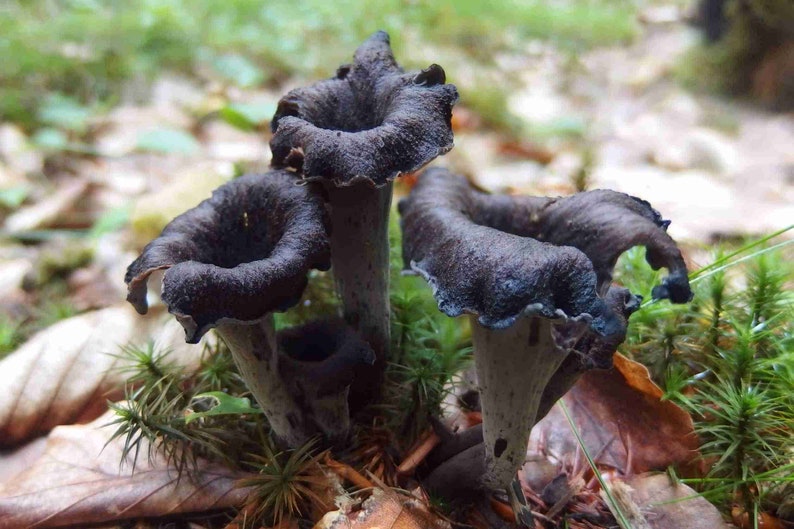 Dried Black Trumpets black Chanterelle Mushrooms Etsy