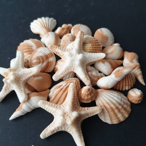 May include: A collection of three white and tan starfish mixed with various seashells including spiral, fan-shaped, and cone-shaped varieties. The shells and starfish feature natural textures and patterns in shades of cream, beige, and light brown.