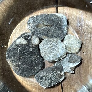 Lot of Natural Dark Gray Ohio Sea Coral Fossils - Aquarium Terrarium Decoration
