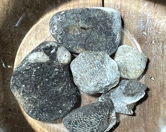 Lot of Natural Dark Gray Ohio Sea Coral Fossils - Aquarium Terrarium Decoration