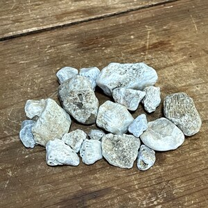 Lot of All Natural Ohio Sea Coral Fossils Aquarium Terrarium Decoration or Craft