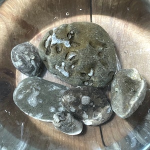 Natural Ohio Rocks For Decorating- Dark Stones with Coral Fossils Throughout