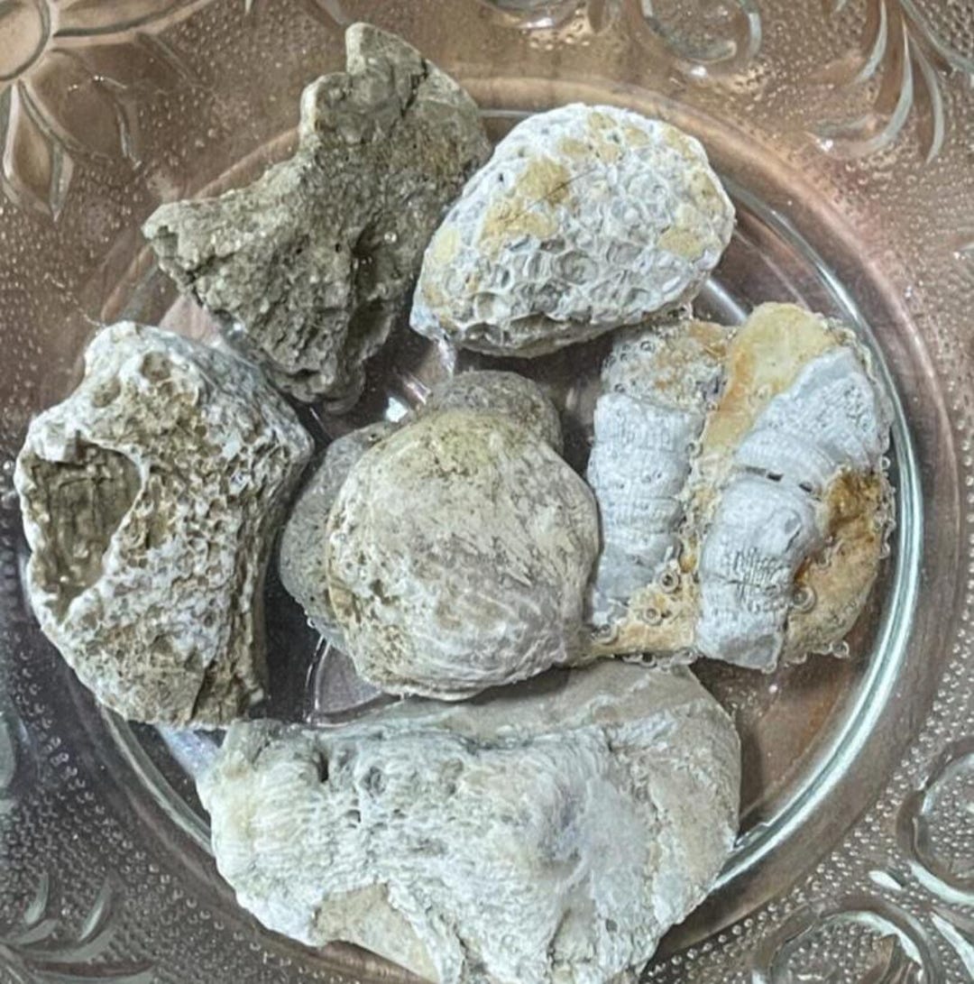 Native Ohio Rocks Natural Ohio Rocks for Tank Decorating-cool Fossil Mix Aquarium ...