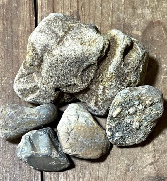 Native Ohio Rocks Ohio River Fossils Geology Of The Falls Of The Ohio River (1970)