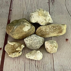 Lot of Neat All Natural Eastern Ohio Sea Coral Fossils for Aquarium Terrarium