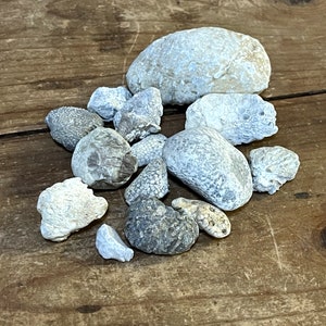 Lot of Mixed Sea Coral Fossils All Natural Aquarium Terrarium Collection Decor