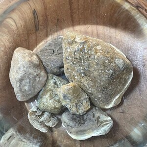 Natural Ohio Rocks for Tank Decorating- Stones With Sea Coral Fossils ...