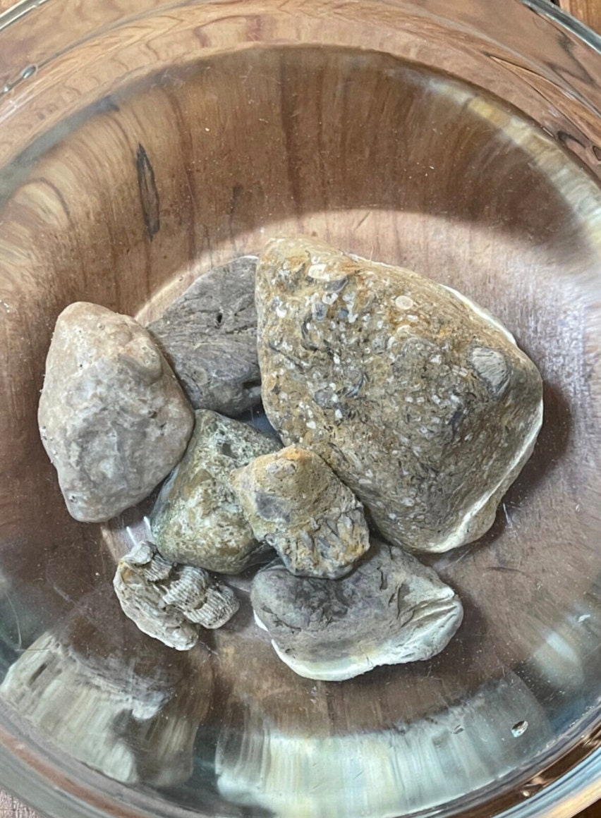 Native Ohio Rocks Natural Ohio Rocks for Tank Decorating- Stones With Sea Coral Fossils ...