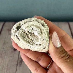 Mix of Natural Sea Coral Fossil Rocks - Super Neat For Decorating