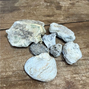 Natürliche Ohio River Rocks zur Tankdekoration - Knorrige Mischung mit Fossilien