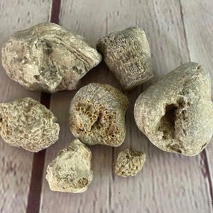 Lot of All Natural Eastern Ohio Sea Coral Fossils Aquarium Decoration