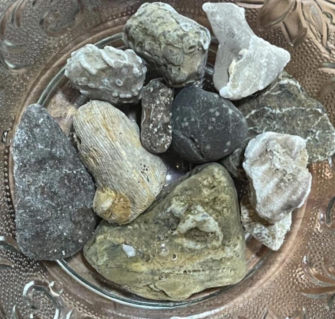 Ohio Turtle Rocks Natural Ohio Rocks for Tank Decorating-neat Fossil Set - Etsy