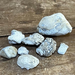 Neat Lot Ohio Sea Coral Fossils Mixed Size Aquarium Terrarium Decoration