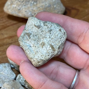 Natural Ohio Rocks for Tank Decorating- Stones With Sea Coral Fossils ...