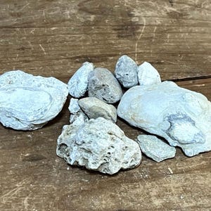 Neat Lot Mixed All Natural Ohio Sea and Coral Fossils Decoration Collection