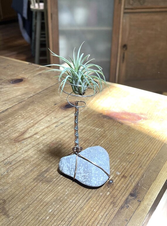 best plant food for money tree Money Tree Plant | Plant Gifts