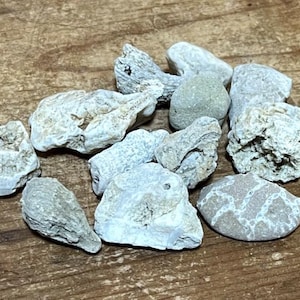 Veel natuurlijke Ohio-fossielen voor decoratie: honingraat, hoornkoraal en meer!