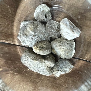 Awesome Lot Natural Ohio Sea Coral Fossils Great for Decorating and Collecting