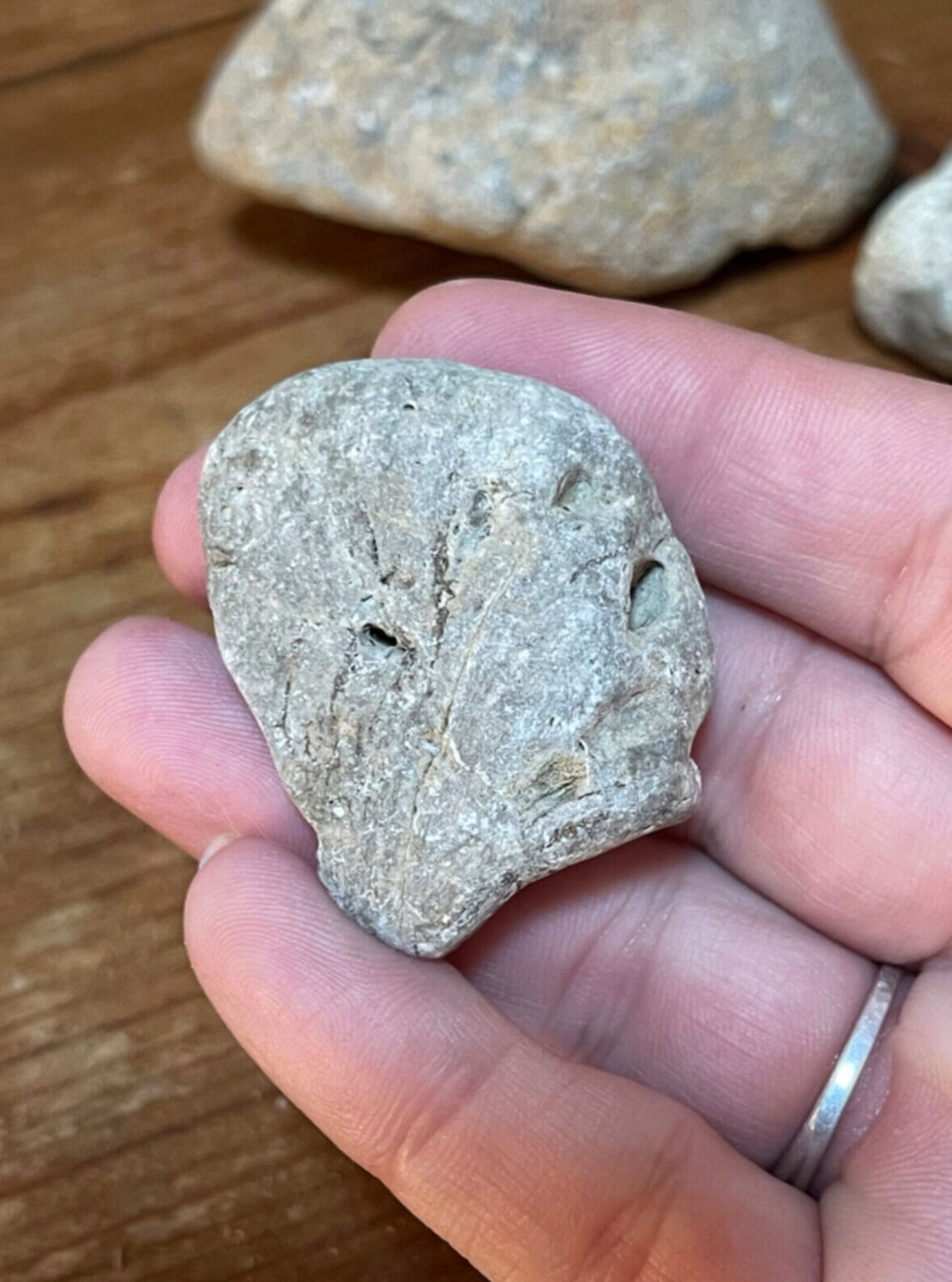 Natural Ohio Rocks for Tank Decorating- Stones With Sea Coral Fossils ...