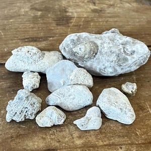 Lot of Mixed Natural Fossil Rocks - Sea Coral Fossils - Ohio