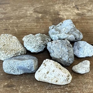 Lot of Neat Agatized Fossils - Sea Coral for Tanks Aquarium Terrarium or Display
