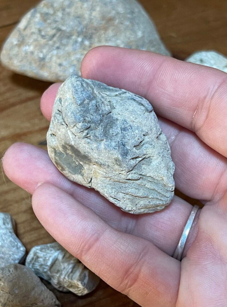 Natural Ohio Rocks for Tank Decorating- Stones With Sea Coral Fossils ...