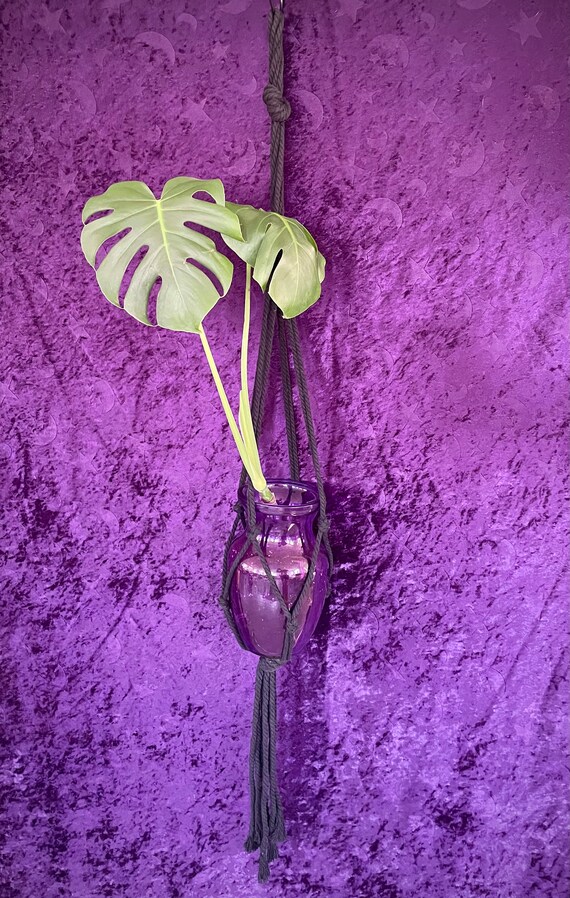 Hanging Monstera Deliciosa - Etsy