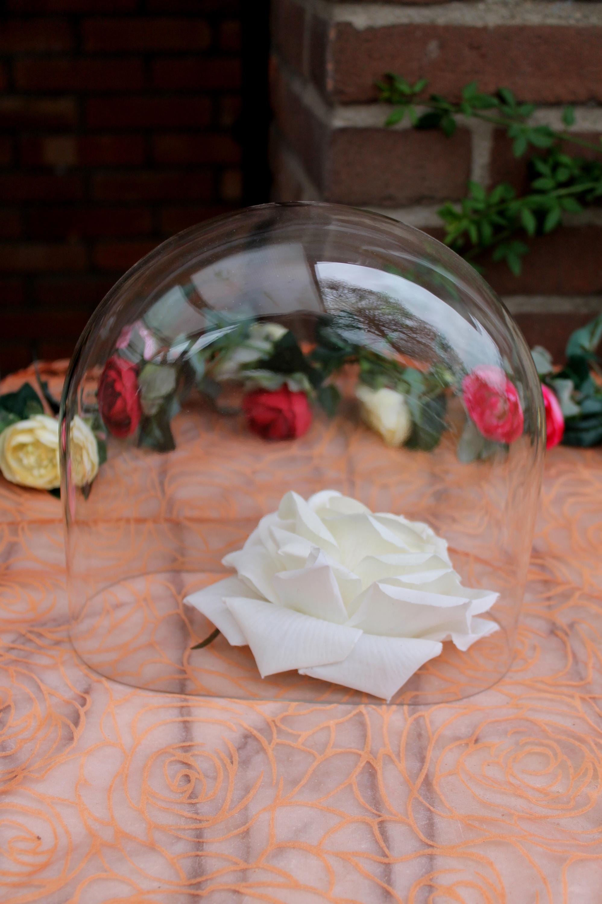 Cloche  les oiseaux  - LR Taxidermie
